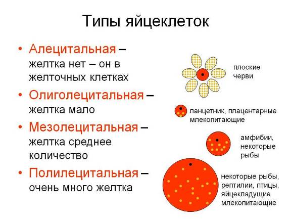 Схема овогенеза