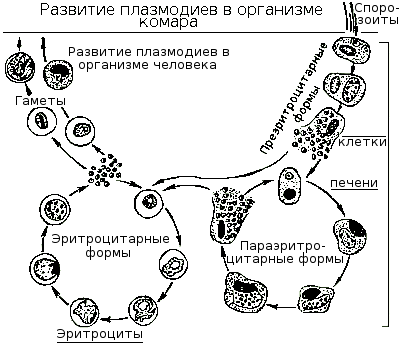 Сперматогенез — Википедия