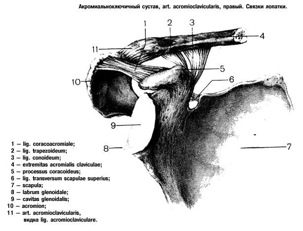 акромиально-ключичный