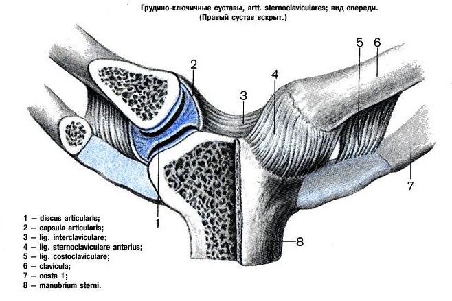 грудинно-ключичный