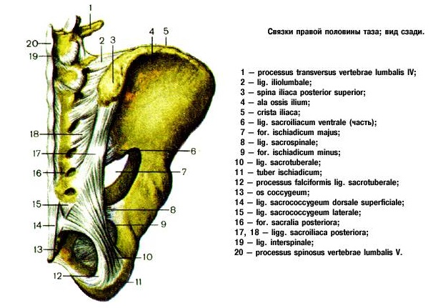 крестцово-подвздошный