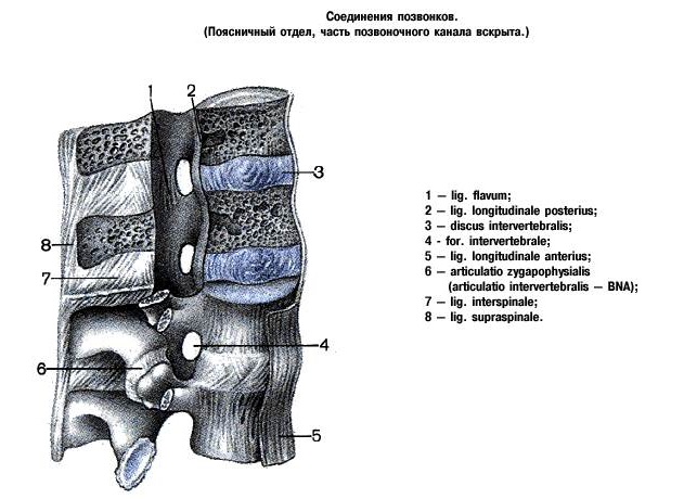 позвоночник