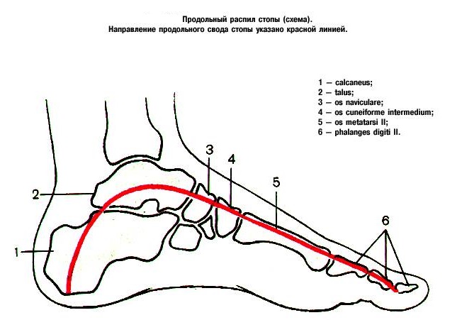 продольный свод
