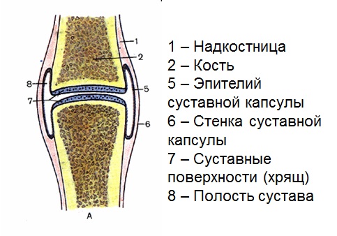 синовиальный сустав