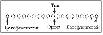 рис 2.4