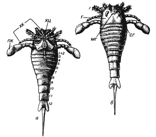 Eurypterus