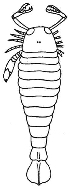 Pterygotus